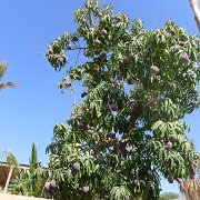 Mango tree : Baja2011